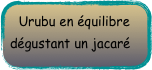 Urubu en équilibre dégustant un jacaré